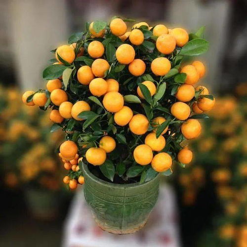 【盆栽果树种植新篇章】揭秘高效盆栽果树种植技术，轻松收获果实与喜悦