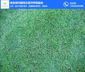 揭秘百慕大草坪的种植奥秘：打造绿色家园的完美选择