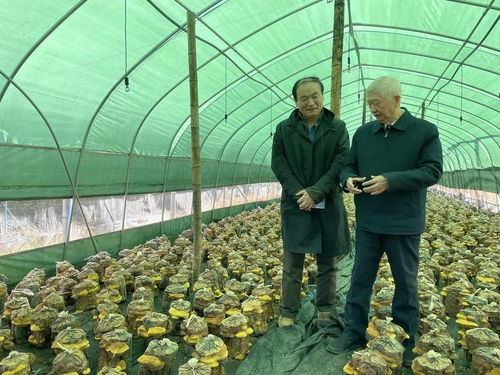 《揭秘金边桑黄人工种植技术：从神秘真菌到养生珍宝的培育之道》