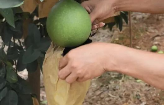 揭秘三红蜜柚种植技术：如何培育出高品质果品？