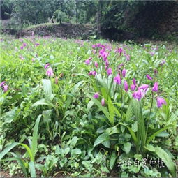 《白及种植：揭开药用植物产业的秘密花园——专业指南与实用技巧解析》