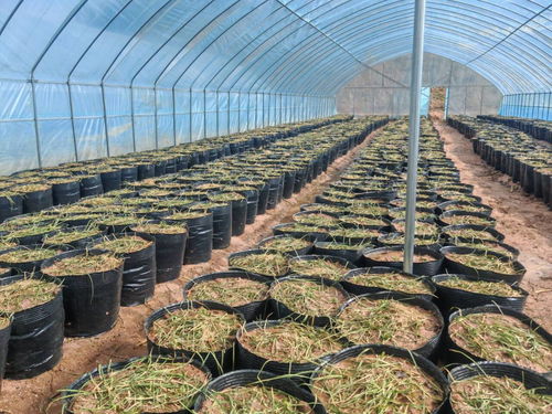 《中药材种植技术网站：揭秘现代农业助力中医药传承与创新》
