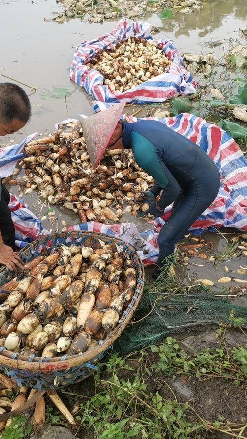 地藕种植技术揭秘：如何让“地下宝藏”产量翻倍？