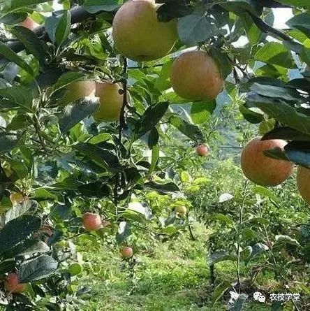 北方林果生产技术革新，种植专业未来可期？