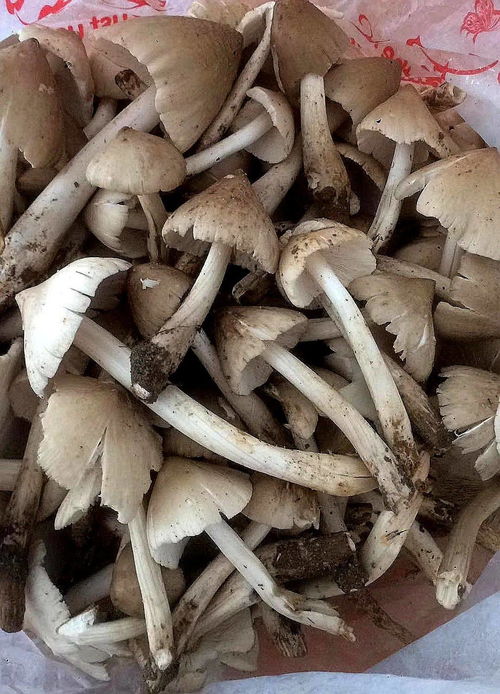 荔枝菌种植技术揭秘：如何培育出高品质的“林中黄金”？