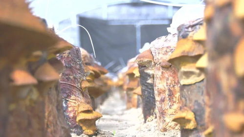 桑黄无土种植技术：绿色农业的革新之路
