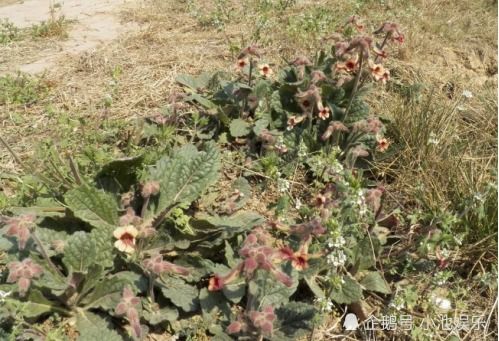 《生地种植技术大全：揭秘高效益的绿色之路》（主关键词：生地种植技术）