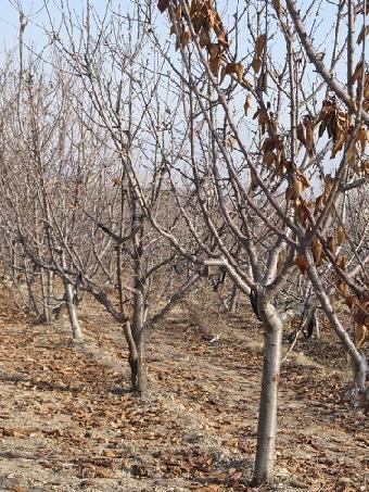 《揭秘红枫矮化种植新趋势：如何打造精致园林景观？》