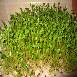 芽苗菜种植：揭秘全套技术，开启绿色致富之路