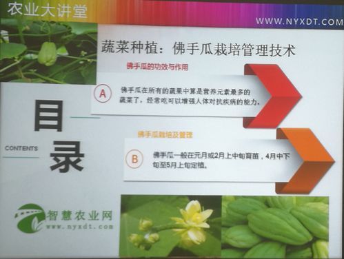 室内佛手瓜种植：揭秘高效益的绿色生活新选择