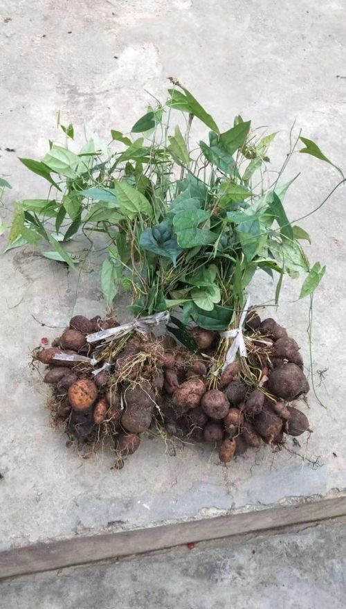 《金果榄种植攻略：揭秘高效益的绿色农业新宠》