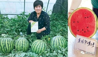 《大棚西瓜8424种植技术解析：如何打造高产高品质西瓜？》