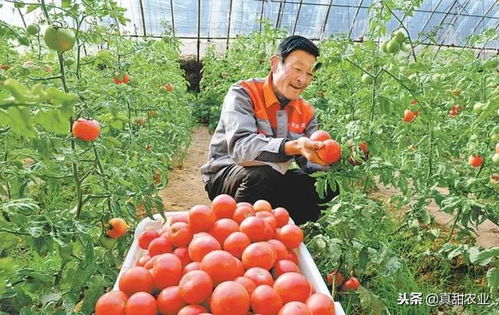 揭秘越冬番茄种植秘籍：如何打造高效温室？