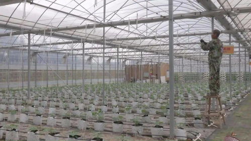 辣椒种植技术揭秘：大棚栽培，助力丰收的秘密武器