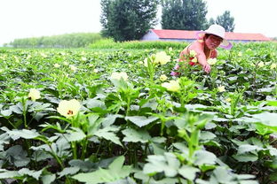 黄秋葵种植新篇章：揭秘高效种植技术，助您丰收在望！