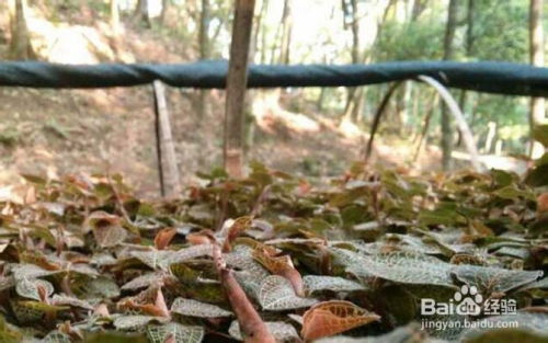金线莲种植：揭秘高价值药用植物的效益与栽培秘籍