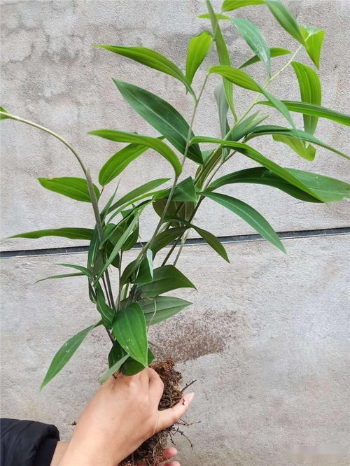 揭秘点花黄精种植技术：绿色农业的“黄金”之路