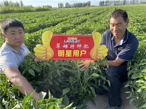 《辣椒种植：揭秘高效种植与管理之道》
