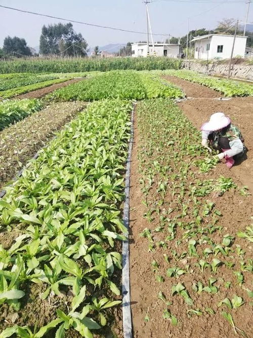 《绿色未来：揭秘蔬菜种植技术服务，开启高效农业新时代》