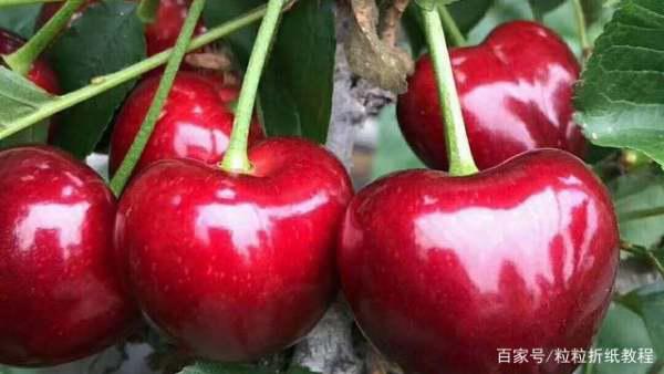 车厘子种植：揭秘高效管理与技术革新之路