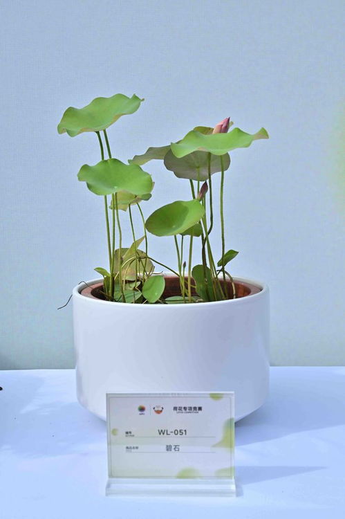 《莲花种植，揭秘自然之美与种植艺术》