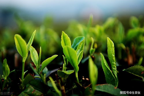 《绿茶种植：揭秘高效绿色栽培技术，解锁品质密码》