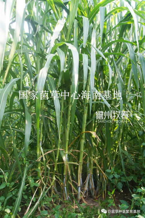 巨菌草种植新技术的突破：揭秘未来可持续农业的绿色革命