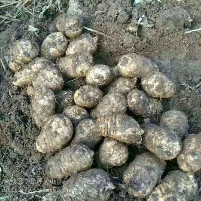 揭秘天麻种植技术：高清视频带你走进种植新境界