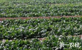 揭秘越冬菠菜种植奥秘：技术视频解析，助您高产增收