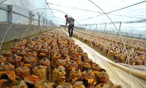 金桑黄种植攻略：揭秘高效益的天然植物黄金