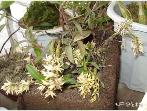梳唇石斛种植技术揭秘：如何让“空中仙草”在您的花园绽放？