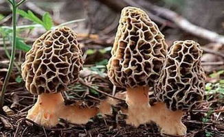 鹿茸菌种植技术配方揭秘：如何培育出高品质的“菌中之王”