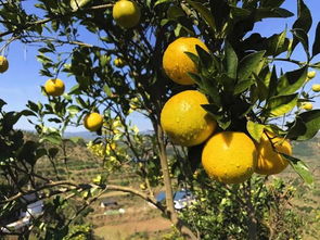 《冰糖橙种植技术升级：揭秘高效益的“金果”奥秘》