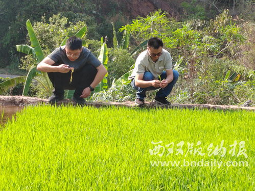 水稻种植技术传入日本：千年农业智慧的传承与创新