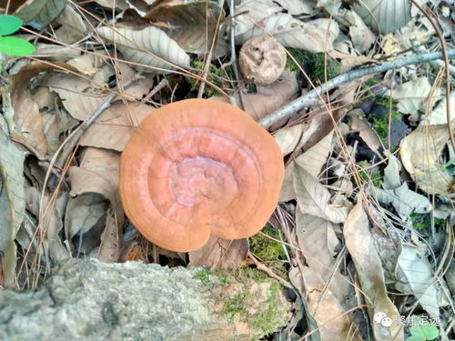 《揭秘野灵芝种植奥秘：技术视频带你走进天然滋补新境界》