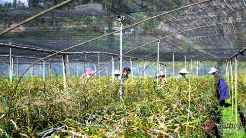 石斛种植，亩产利润新篇章——揭秘高效种植技术