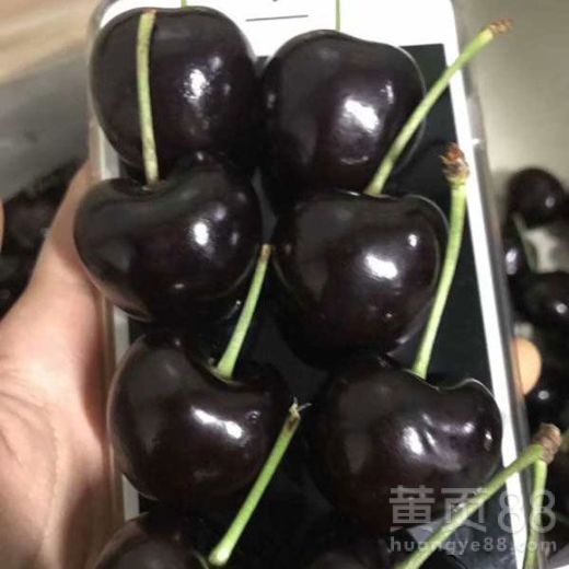 黑樱桃种植新篇章：揭秘高效种植技术视频，助力果农增收
