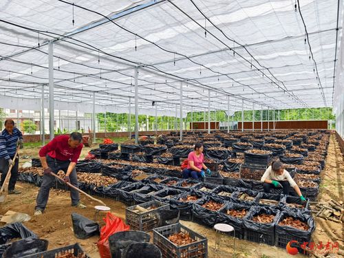 《揭秘天麻零代种子种植革命：技术革新助力产业升级》