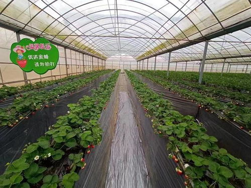 冬季大棚草莓种植技术揭秘：如何让草莓在寒冷季节绽放？