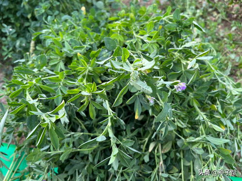 紫花苜蓿种植新篇章：揭秘高效生态农业的秘密武器