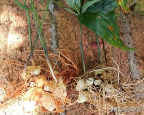 黄精种植技术解析：揭秘高效种子培育之道