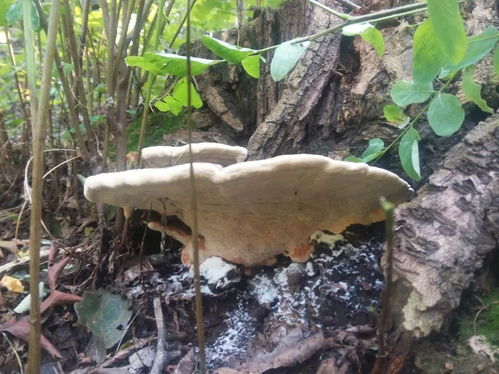 揭秘槐耳菌种植技术：绿色健康产业的黄金之路