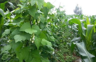 芸豆种植技术详解：揭秘高效产量的秘密武器