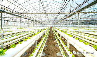 大棚种植技术新趋势：揭秘高效益的秘密武器