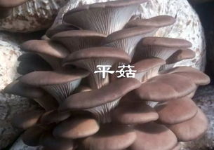 揭秘黑平菇种植技术：一场高效益的农业革命！