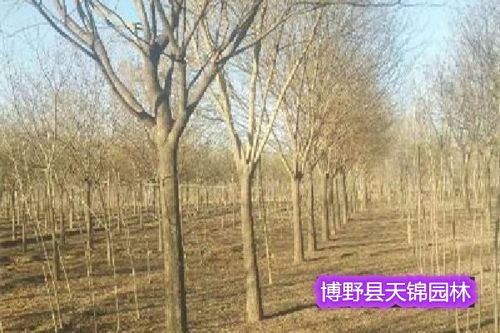 国槐小苗种植攻略：揭秘高效培育之道