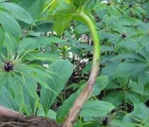 《滇重楼种植：揭秘高效益的绿色财富之路——专业种植技术视频指南》