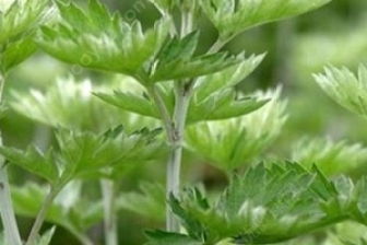 揭秘艾草种植奥秘：一视频带你走进艾草种植技术新篇章