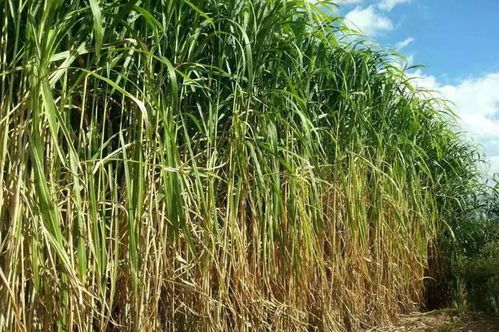 《象草种植技术揭秘：高效益、低投入，如何成为农业新贵？》