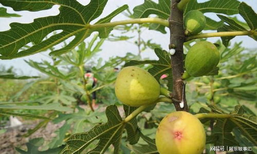 无花果种植技术大全：揭秘高效产果的秘密武器